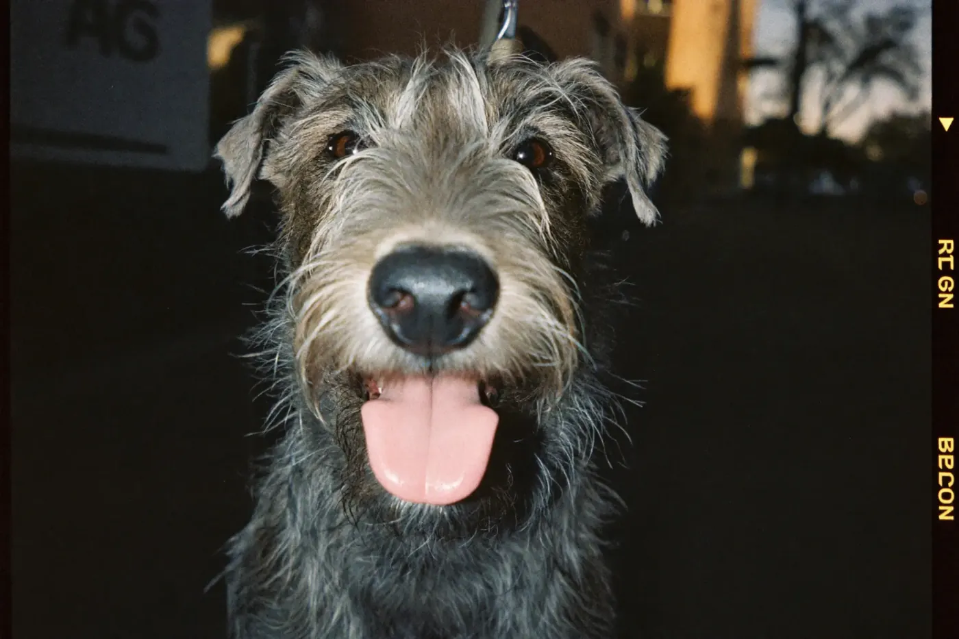 A scruffy dog grinning at the camera